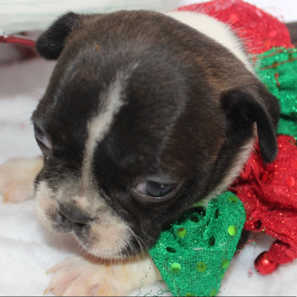 Meet your Posher, Thomas